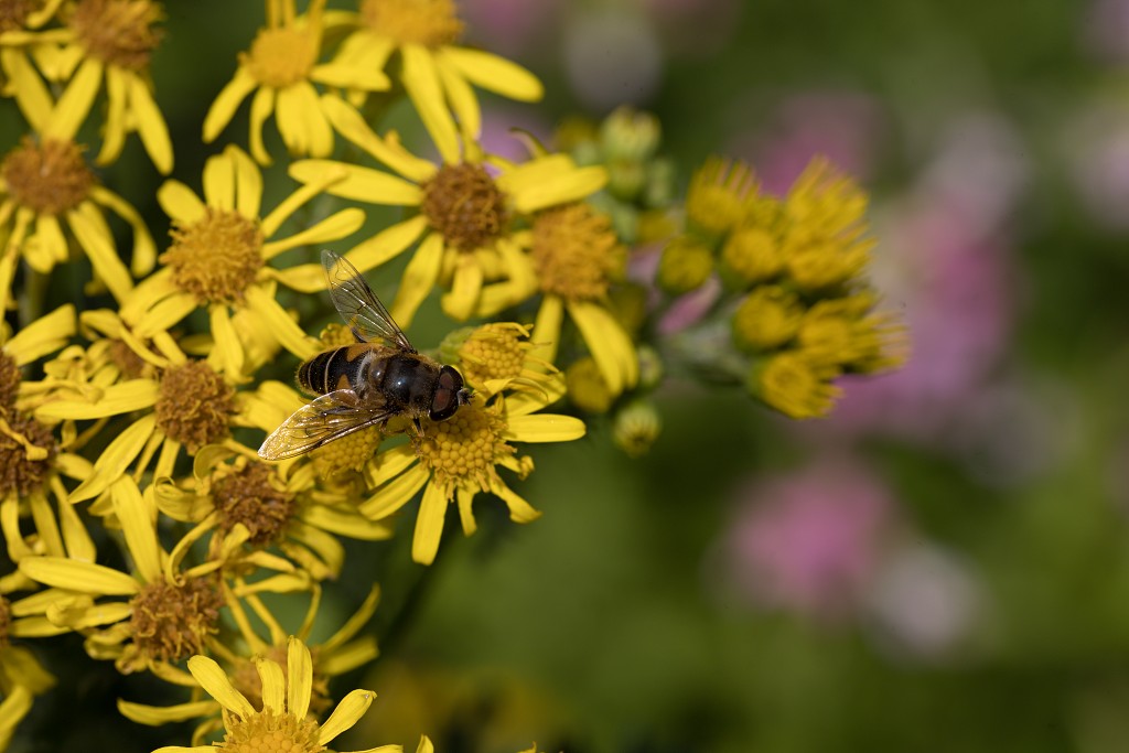 Eristalis tenax Blinde insect insecten kever kevers tor torren spin spinnen wesp wespen bij bijen sprinkhaan sprinkhanen vlieg vliegen mug muggen